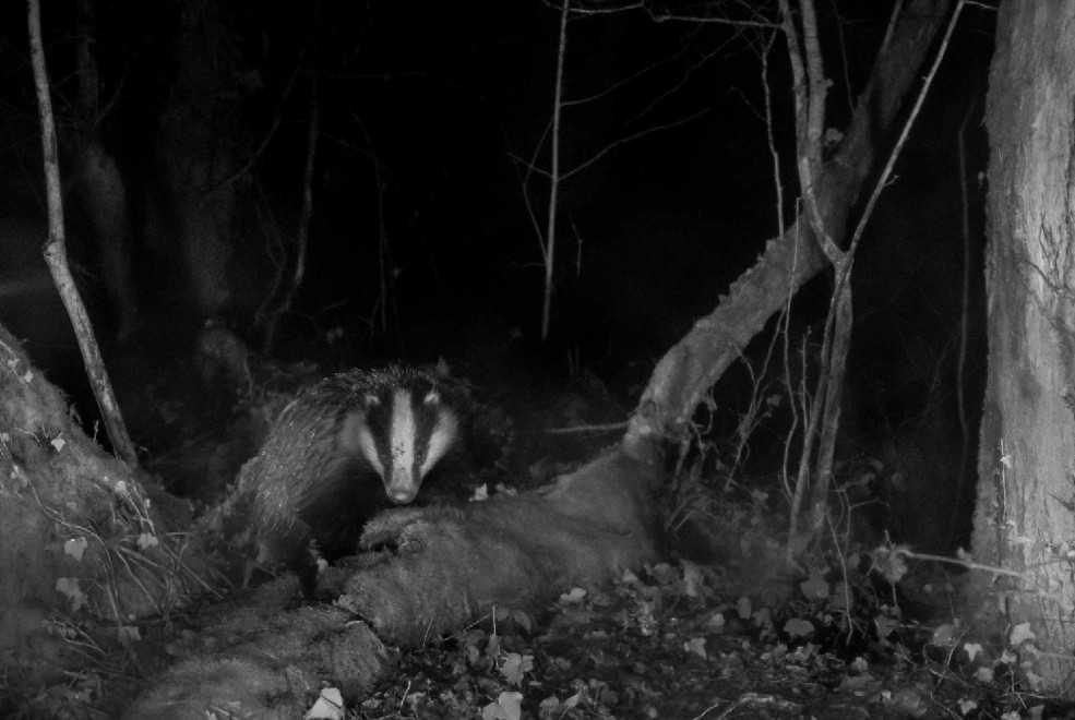 Quando tramonta il sole: la vita notturna degli animali