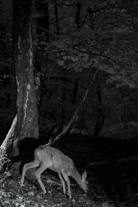 Quando tramonta il sole: la vita notturna degli animali
