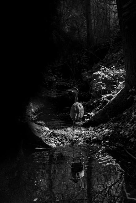 Quando tramonta il sole: la vita notturna degli animali