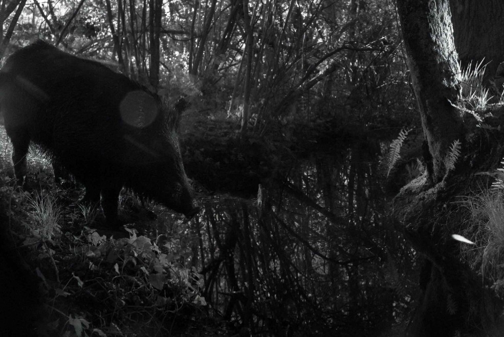 Quando tramonta il sole: la vita notturna degli animali