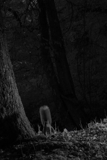 Quando tramonta il sole: la vita notturna degli animali