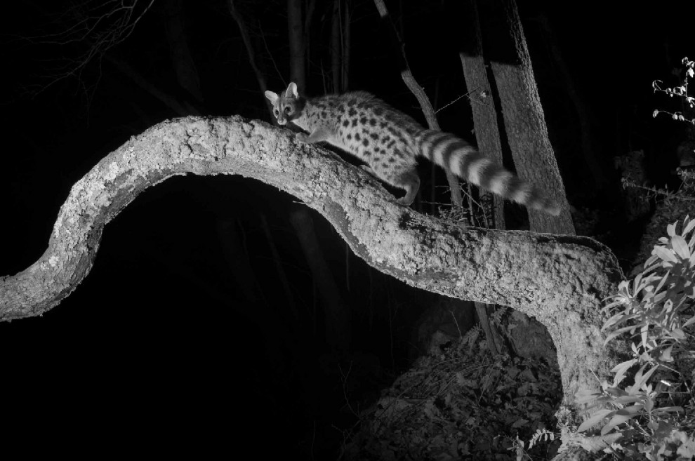 Quando tramonta il sole: la vita notturna degli animali