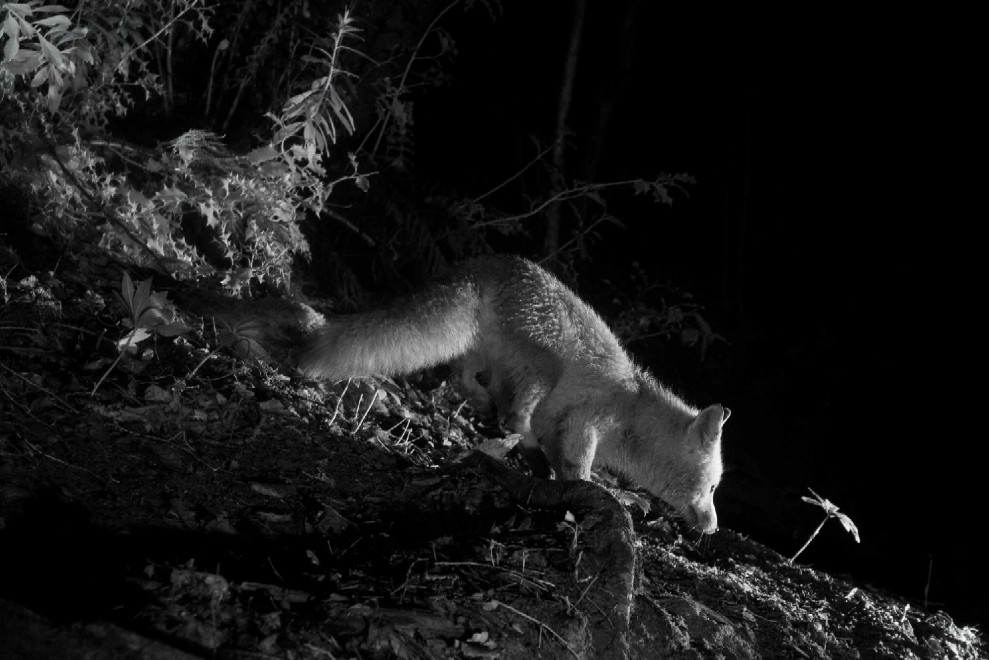 Quando tramonta il sole: la vita notturna degli animali