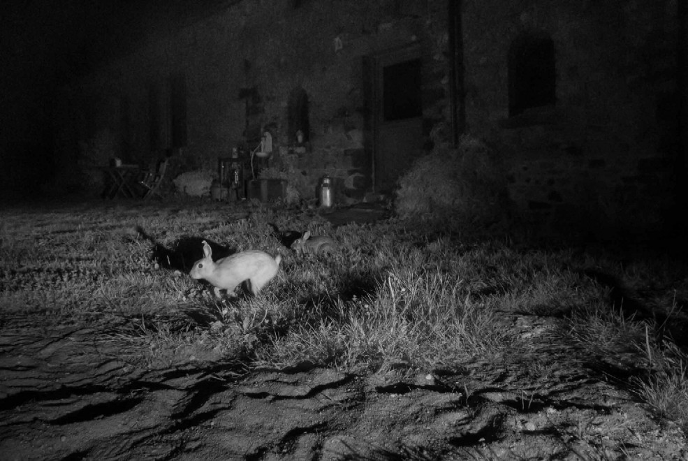 Quando tramonta il sole: la vita notturna degli animali