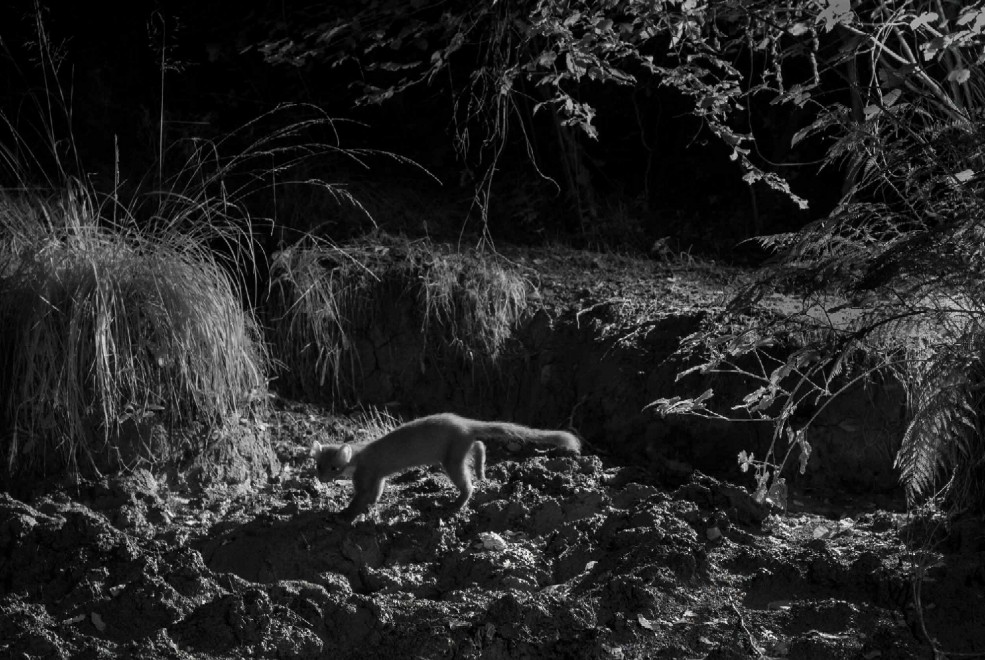 Quando tramonta il sole: la vita notturna degli animali