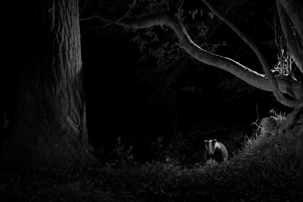 Quando tramonta il sole: la vita notturna degli animali