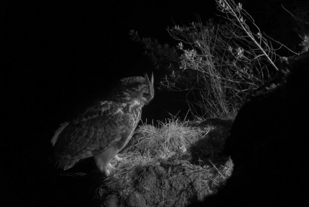 Quando tramonta il sole: la vita notturna degli animali