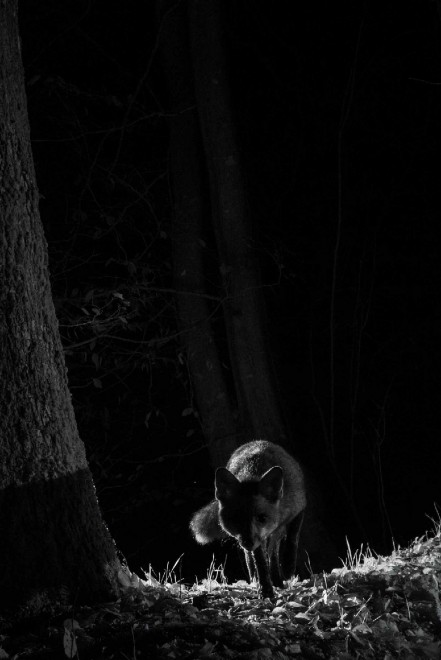 Quando tramonta il sole: la vita notturna degli animali