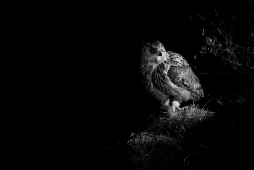 Quando tramonta il sole: la vita notturna degli animali