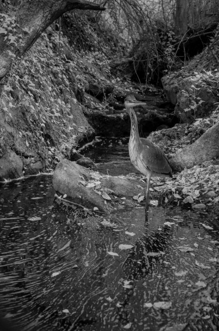Quando tramonta il sole: la vita notturna degli animali