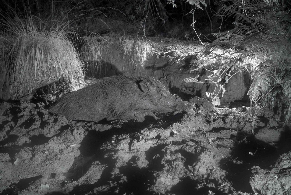 Quando tramonta il sole: la vita notturna degli animali