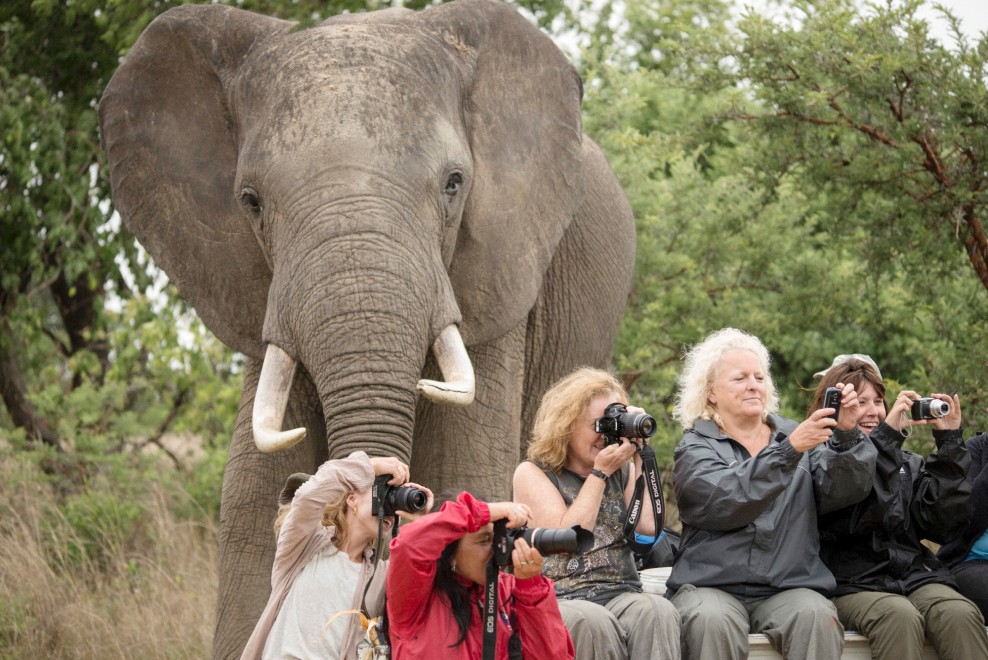 Zimbabwe, visita al safari: elefante a 'sorpresa' nella foto