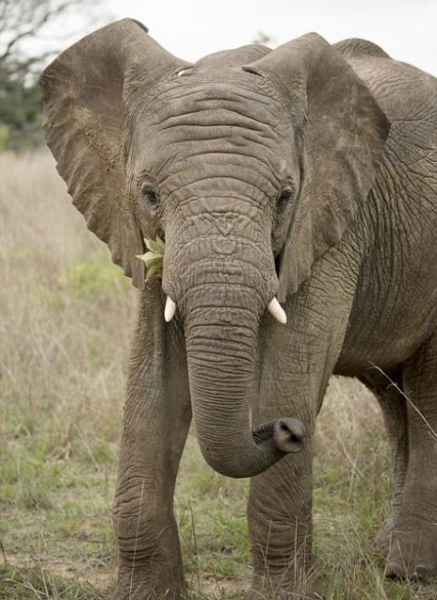 Zimbabwe, visita al safari: elefante a 'sorpresa' nella foto