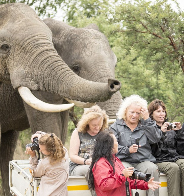 Zimbabwe, visita al safari: elefante a 'sorpresa' nella foto