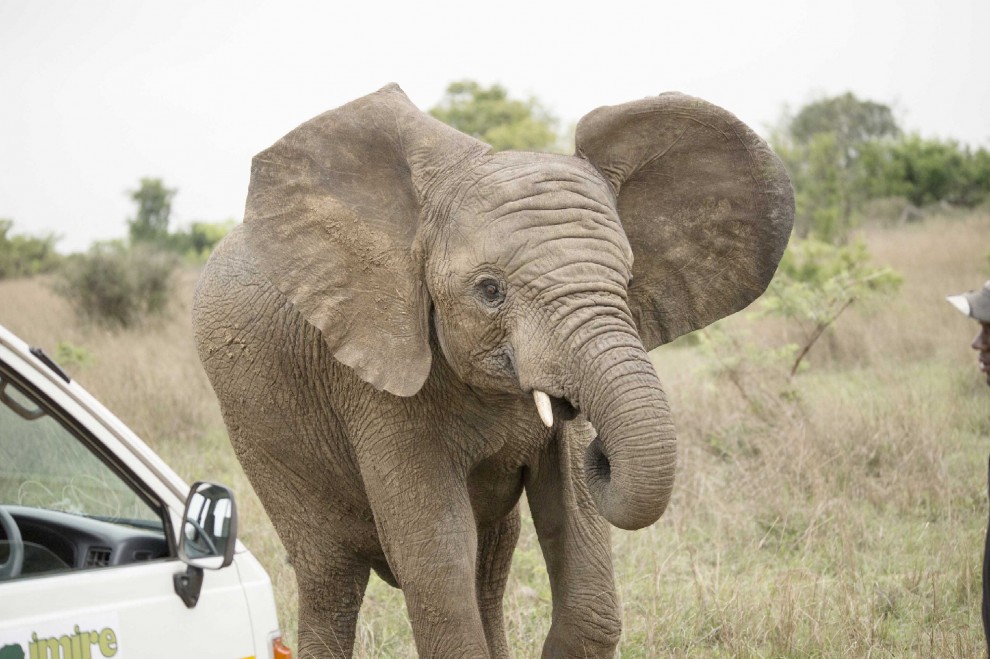Zimbabwe, visita al safari: elefante a 'sorpresa' nella foto