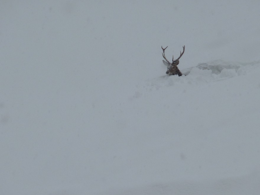 Il cervo prigioniero della neve commuove le Dolomiti