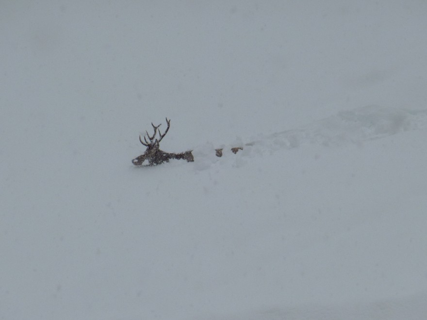 Il cervo prigioniero della neve commuove le Dolomiti
