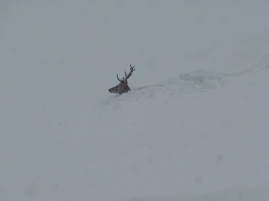 Il cervo prigioniero della neve commuove le Dolomiti