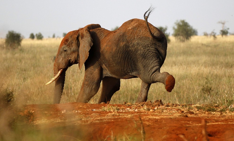 Kenya, lo stretching dell'elefante