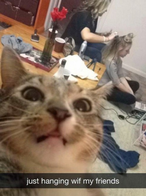 Autoscatto felino: quando il gatto fa il selfie