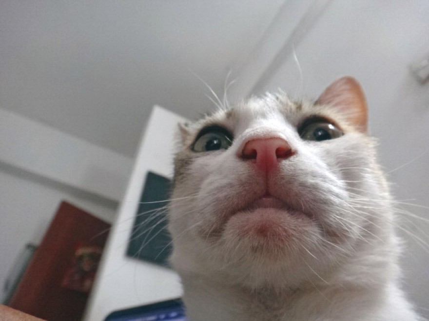 Autoscatto felino: quando il gatto fa il selfie