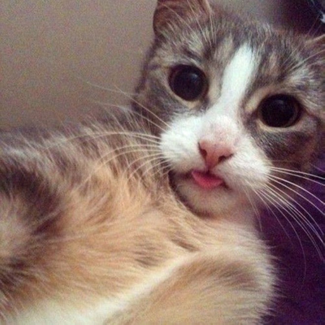 Autoscatto felino: quando il gatto fa il selfie