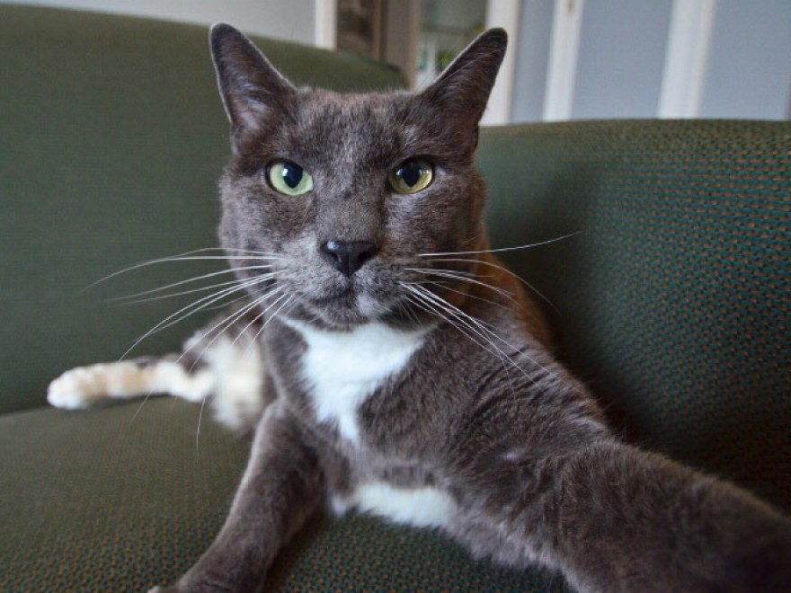 Autoscatto felino: quando il gatto fa il selfie