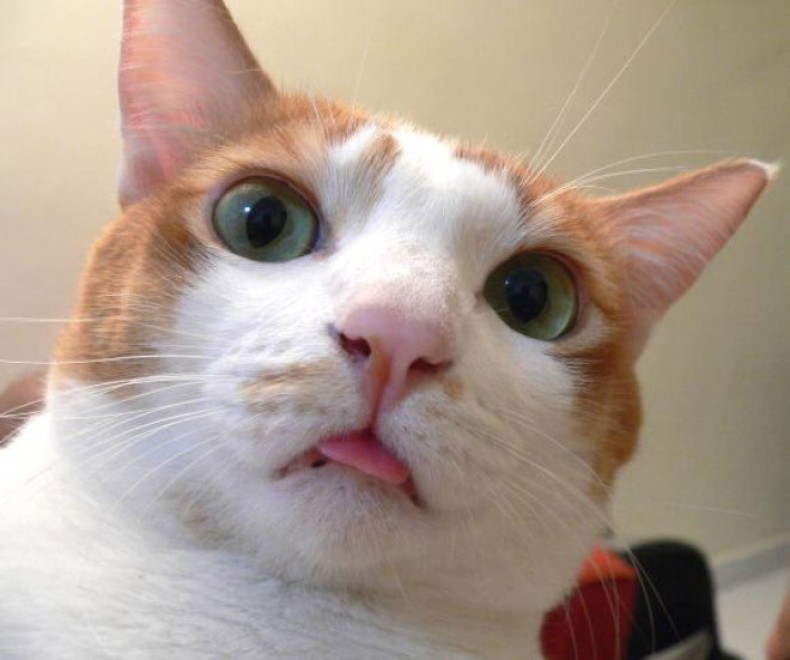 Autoscatto felino: quando il gatto fa il selfie