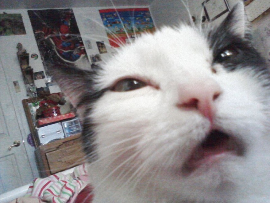Autoscatto felino: quando il gatto fa il selfie