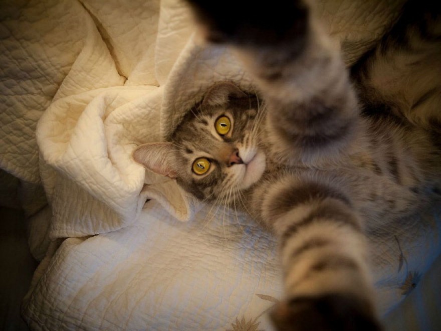 Autoscatto felino: quando il gatto fa il selfie