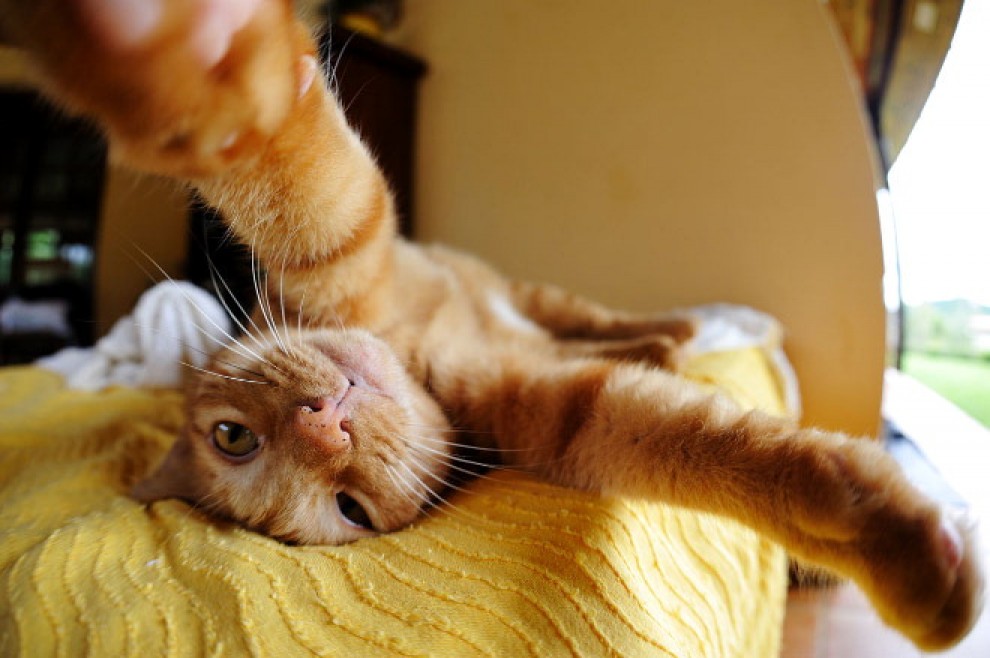 Autoscatto felino: quando il gatto fa il selfie