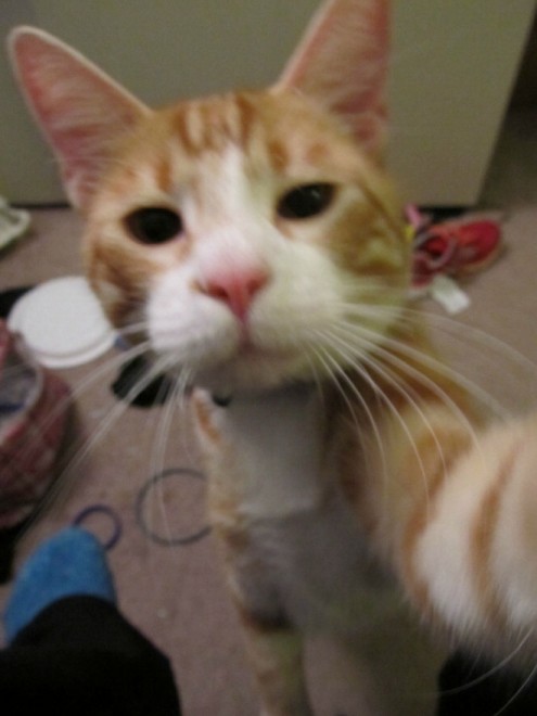 Autoscatto felino: quando il gatto fa il selfie