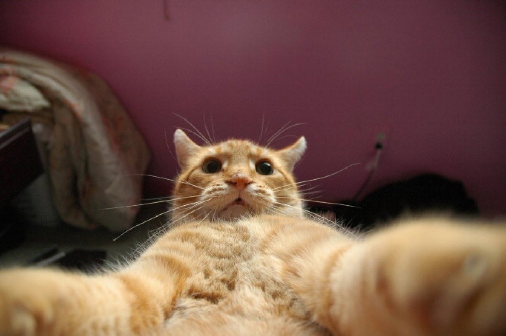 Autoscatto felino: quando il gatto fa il selfie