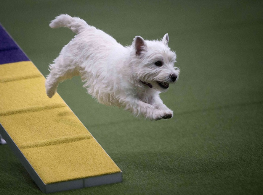 New York, le Olimpiadi dei cani acrobati