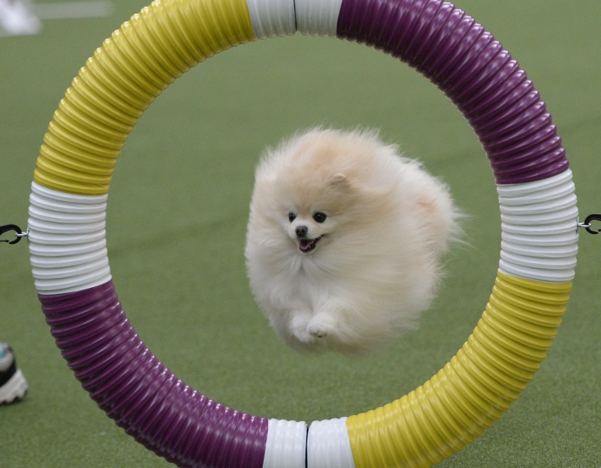 New York, le Olimpiadi dei cani acrobati