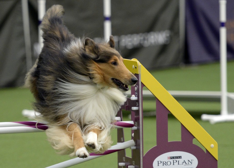 New York, le Olimpiadi dei cani acrobati