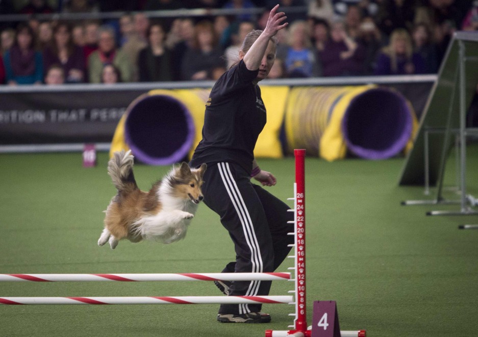 New York, le Olimpiadi dei cani acrobati