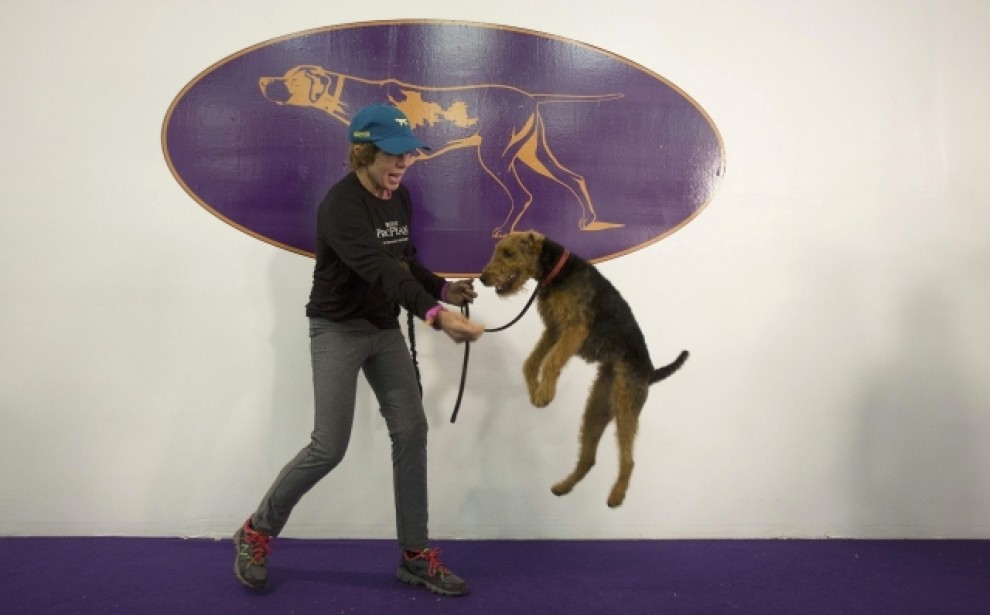 New York, le Olimpiadi dei cani acrobati