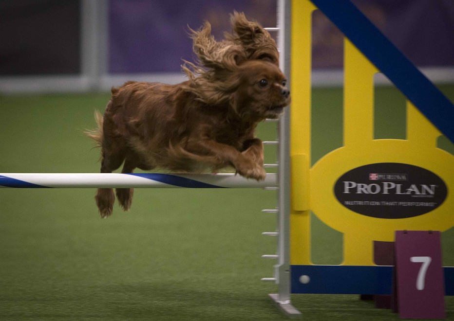 New York, le Olimpiadi dei cani acrobati