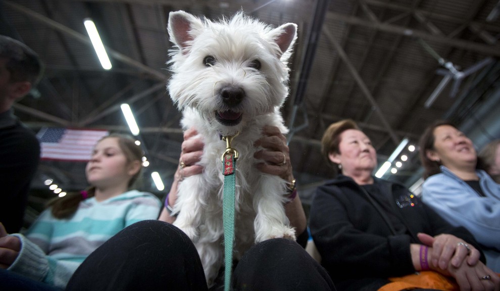 New York, le Olimpiadi dei cani acrobati