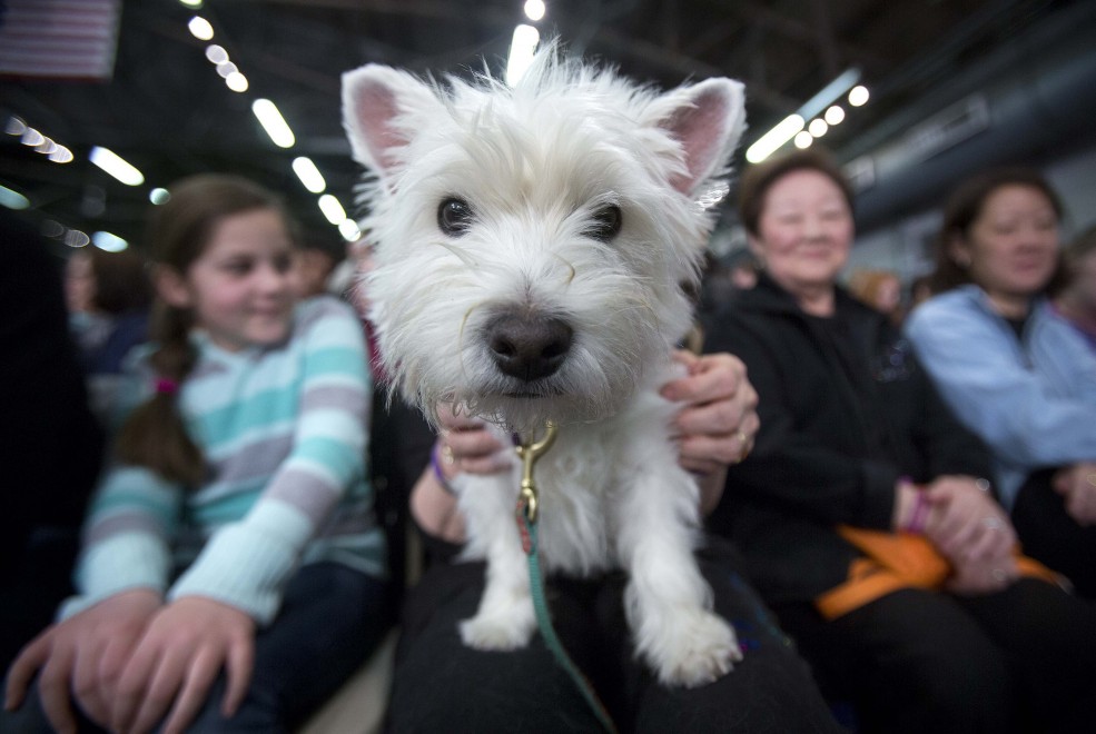 New York, le Olimpiadi dei cani acrobati