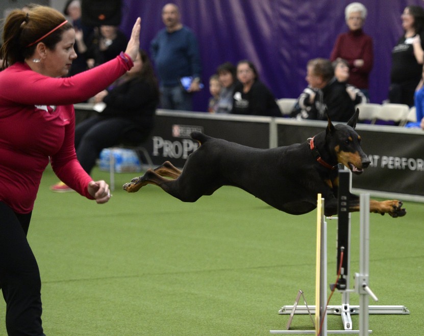 New York, le Olimpiadi dei cani acrobati