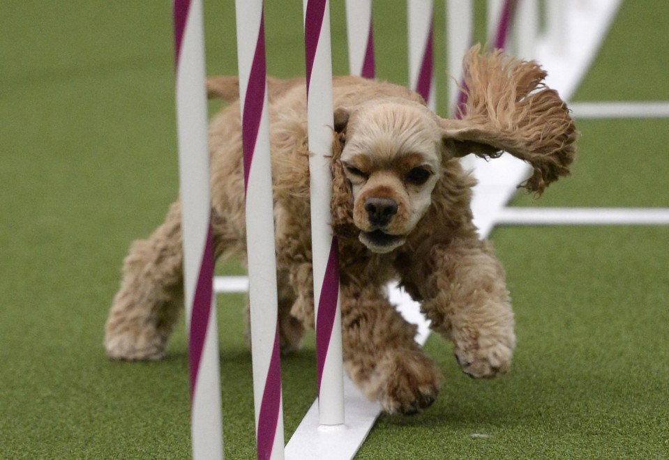 New York, le Olimpiadi dei cani acrobati