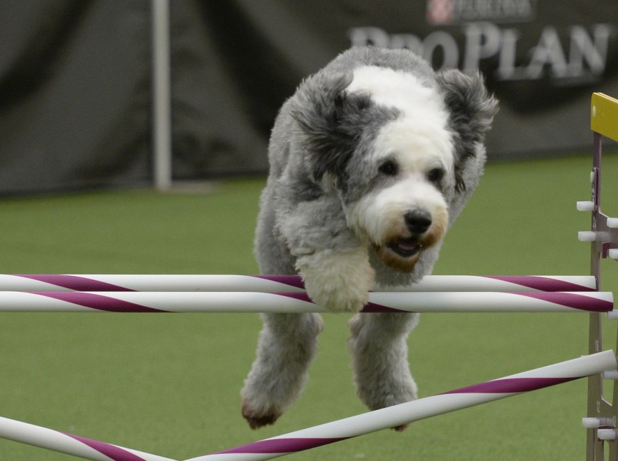 New York, le Olimpiadi dei cani acrobati