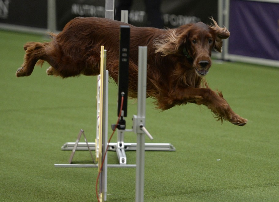 New York, le Olimpiadi dei cani acrobati