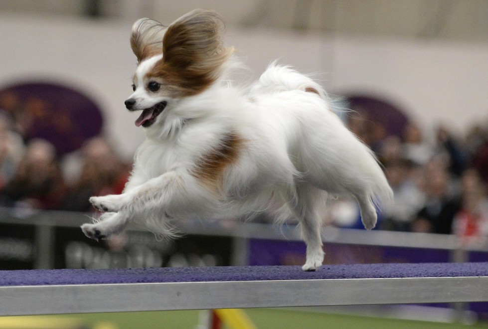 New York, le Olimpiadi dei cani acrobati