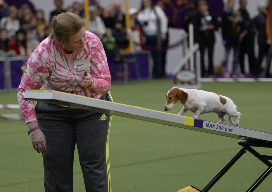 New York, le Olimpiadi dei cani acrobati