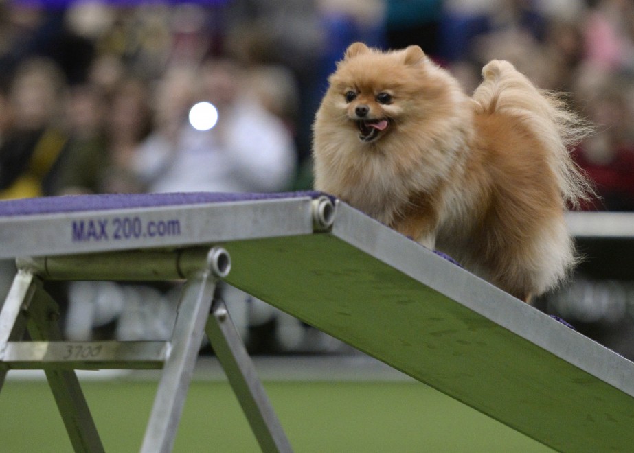 New York, le Olimpiadi dei cani acrobati