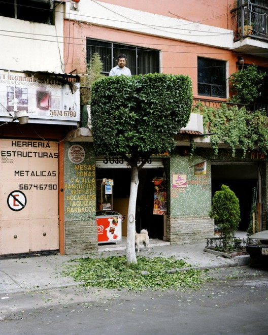 Messico: in posa tra i rami, c'&egrave; vita sull'albero