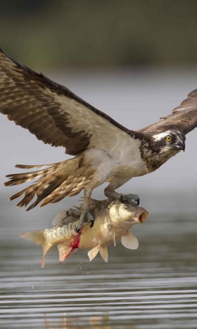 Lituania, falco a caccia di prede: catturata una carpa
